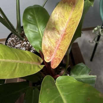 The Bronze Petal - Prince of Orange but make him variegated! - Nurseries & Gardening Near Me - Denver, Colorado