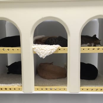 Cat Town - Animal Shelters Near Me - Oakland, California Cat Town - Animal Shelters Near Me - Oakland, California