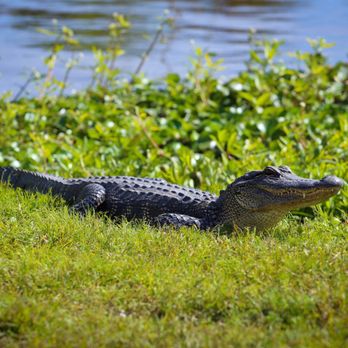 Ultimate Swamp Adventures - March 2019, right by the docks - Tours Near Me - Westwego, Louisiana Ultimate Swamp Adventures - March 2019, right by the docks - Tours Near Me - Westwego, Louisiana