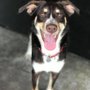 Photo of CaNine to Five