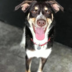 CaNine to Five