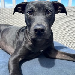 Wailuku Pet Clinic