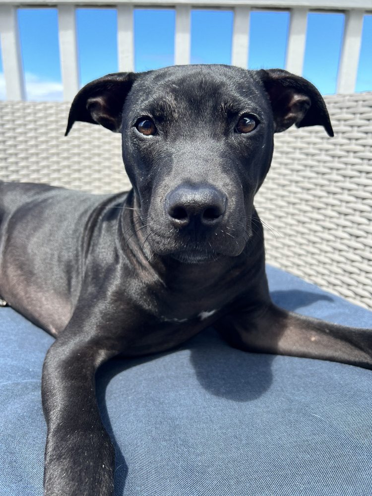 WAILUKU PET CLINIC 33 Photos & 39 Reviews 1728 W Kaahumanu Ave