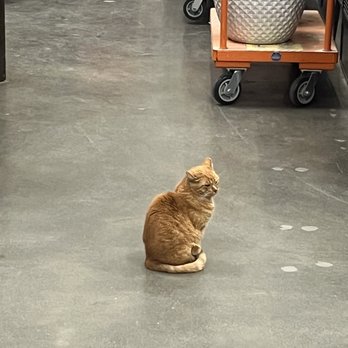 The Home Depot - HD ORANGE TABBY CAT - Hardware Stores Near Me - Orange, California The Home Depot - HD ORANGE TABBY CAT - Hardware Stores Near Me - Orange, California