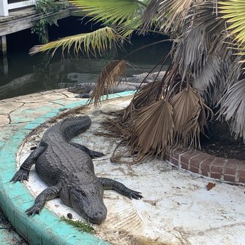 Gatorland - Zoos Near Me - Orlando, Florida Gatorland - Zoos Near Me - Orlando, Florida