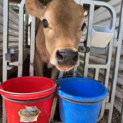 Lapp Valley Farms