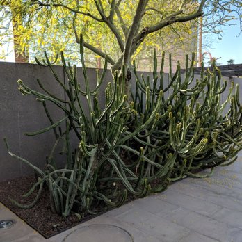 Phoenix Art Museum - Art Museums Near Me - Phoenix, Arizona Phoenix Art Museum - Art Museums Near Me - Phoenix, Arizona