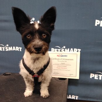 PetSmart Dog Training - Pet Training Near Me - Murrieta, California