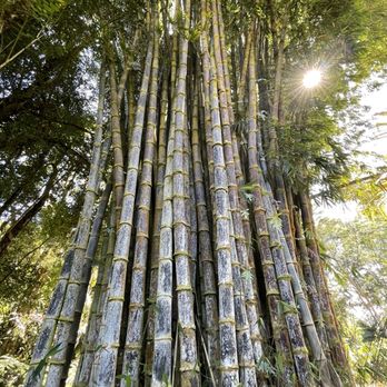 Hamakua Chocolate Farm - Beautiful bamboo tree on the property - Chocolatiers & Shops Near Me - Papaikou, Hawaii Hamakua Chocolate Farm - Beautiful bamboo tree on the property - Chocolatiers & Shops Near Me - Papaikou, Hawaii