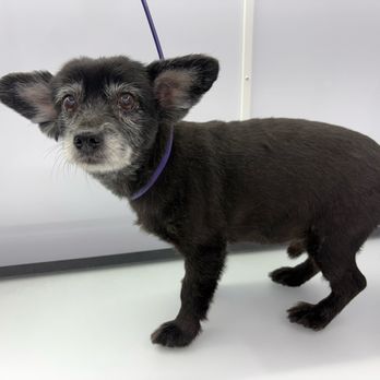 Fluff N Go - Pet Groomers Near Me