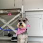 Photo of Pink Pink Pet Grooming