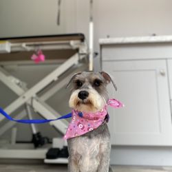 Pink Pink Pet Grooming - After cut