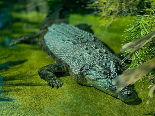 Fort Worth Zoo by null