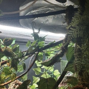San Diego Reptile - The chameleon I purchased and its cage also purchased there. - Reptile Shops Near Me - Imperial Beach, California San Diego Reptile - The chameleon I purchased and its cage also purchased there. - Reptile Shops Near Me - Imperial Beach, California