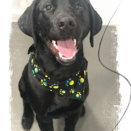 Happy Dog! Happy Dog!