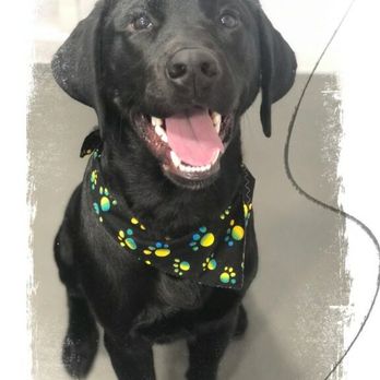 Magnolia's Mobile Pet Salon - Happy Dog! - Pet Groomers Near Me Magnolia's Mobile Pet Salon - Happy Dog! - Pet Groomers Near Me