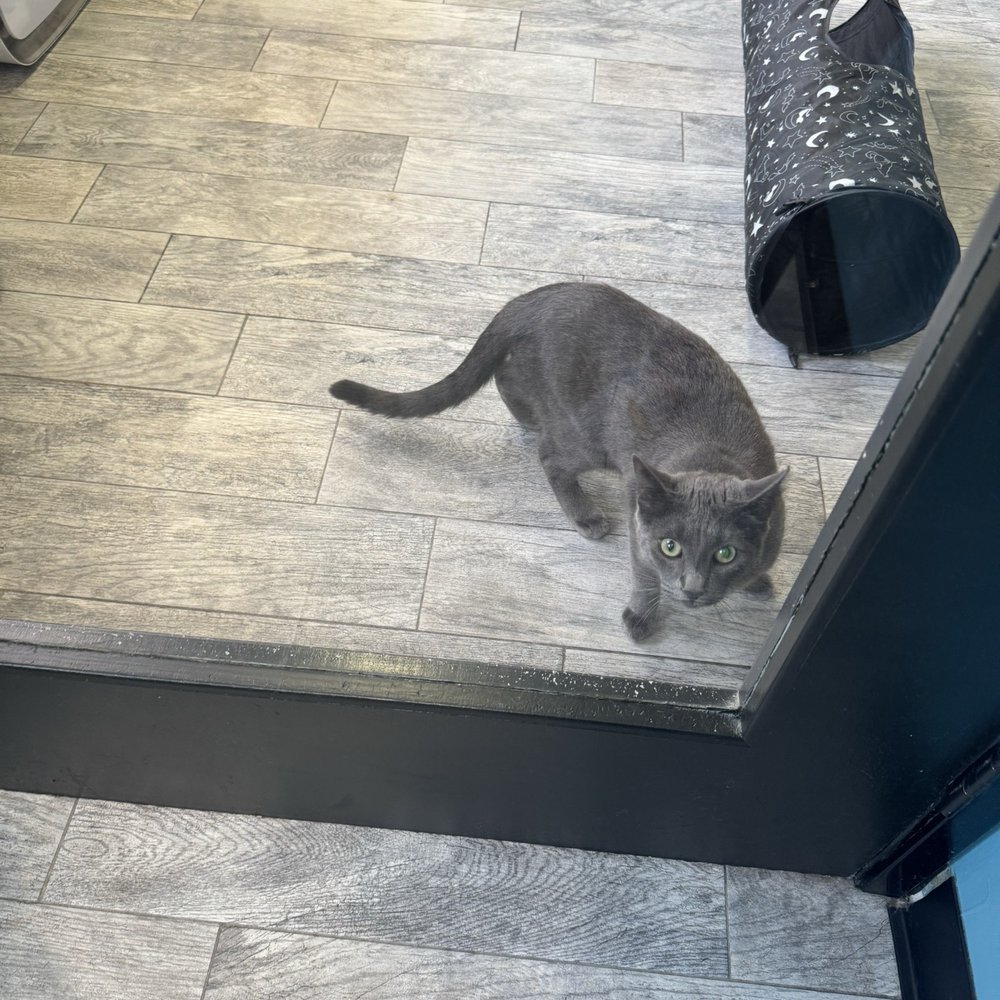 CatCafe Lounge - Community Service/Non-Profit Near Me - Marina del Rey, California CatCafe Lounge - Community Service/Non-Profit Near Me - Marina del Rey, California