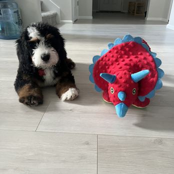 Cloud Nine Doodles - Pet Breeders Near Me