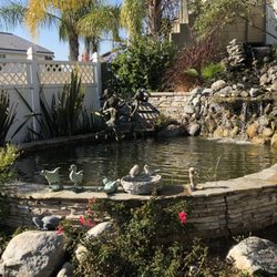 Ocean View Aquarium - KOI POND
