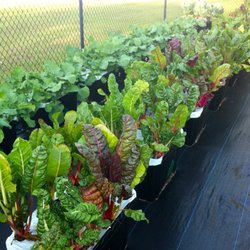 FarmDaddy - FarmDaddy Self Watering Garden