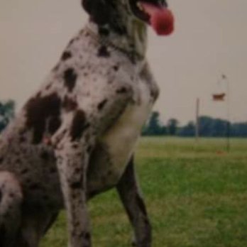 Kippers K9 Training - The little great dane, Kippers - Pet Training Near Me Kippers K9 Training - The little great dane, Kippers - Pet Training Near Me