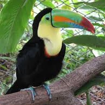 Albee Adventures - Toucan at La Paz Peace Lodge in Costa Rica - Travel Services Near Me - New York, New York Albee Adventures - Toucan at La Paz Peace Lodge in Costa Rica - Travel Services Near Me - New York, New York