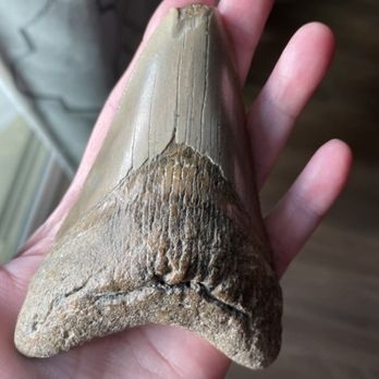Asheville Gem Mine - Megalodon tooth - Souvenir Shops Near Me - Asheville, North Carolina