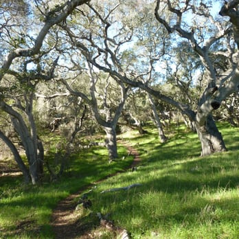 Los Osos Oaks State Reserve - Oak trees - Hiking Near Me - Los Osos, California Los Osos Oaks State Reserve - Oak trees - Hiking Near Me - Los Osos, California