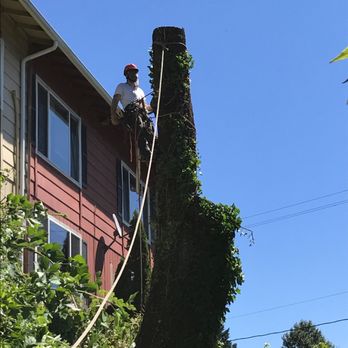 Tree Masters - Dying Maple removal. - Tree Services Near Me - Portland, Oregon