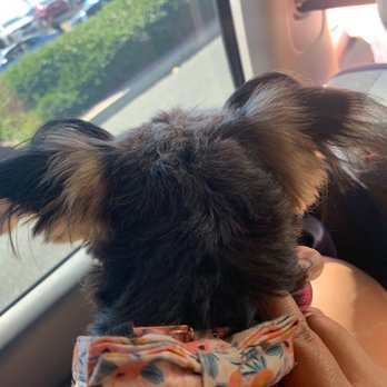 Bark 'N Bathe - Pet Groomers Near Me - Whittier, California
