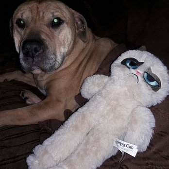 Rainbow Bridge Vet Services - R.I.P. Technic (Neekie) 2007-2017 - Veterinarians Near Me