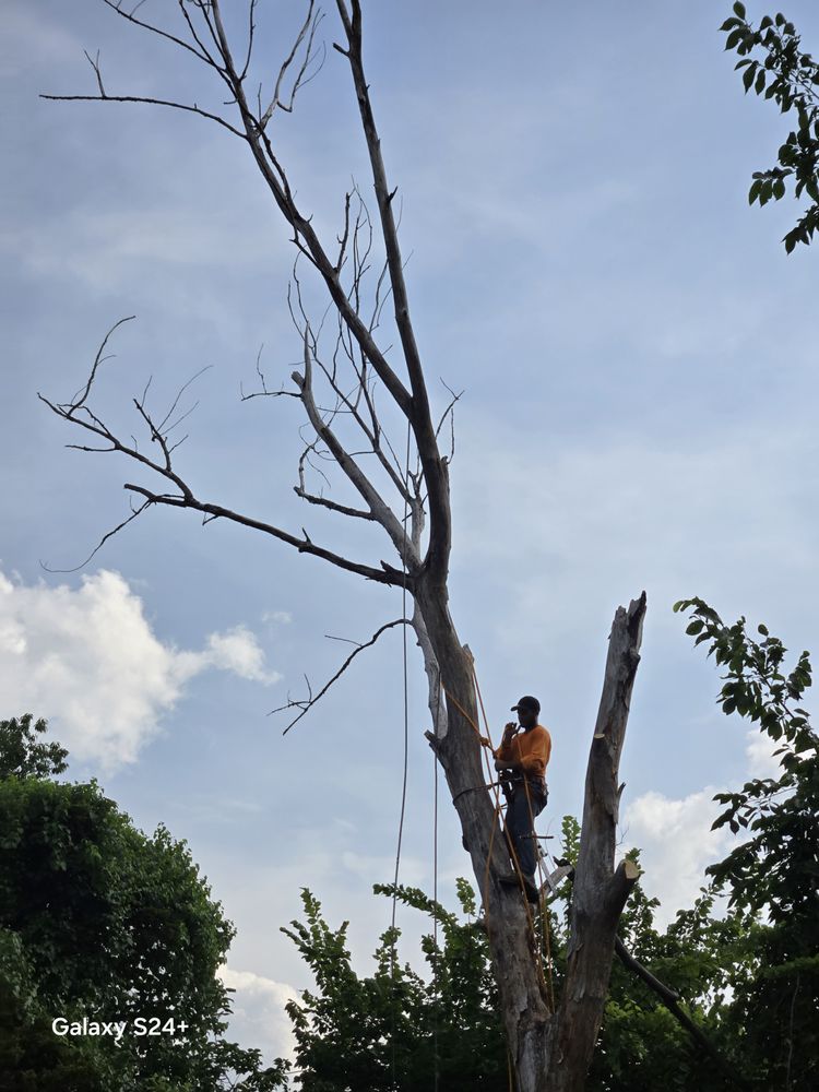 Tios Tree Service - tree service in Saint Louis, MO