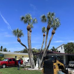 Experienced Tree Service