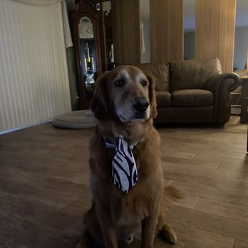 Lori’s Pet Palace - Redmond - Pet Groomers Near Me - Holtsville, New York