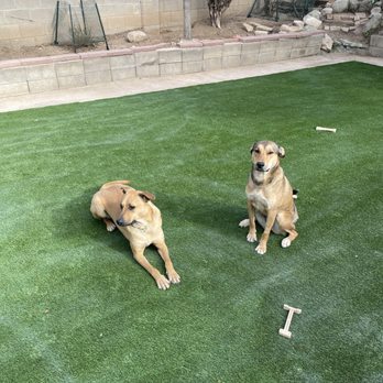 Canine Zen - Lentil and Capaer - Pet Training Near Me