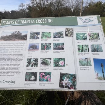 Trancas Crossing Park - Information of Plants of Trancas Crossing - Hiking Near Me - Napa, California Trancas Crossing Park - Information of Plants of Trancas Crossing - Hiking Near Me - Napa, California