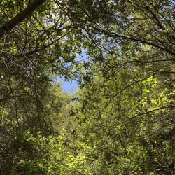 Yuba River