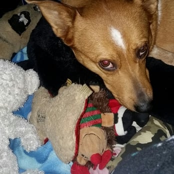 Petco - My toy collection - Pet Training Near Me - Buena Park, California