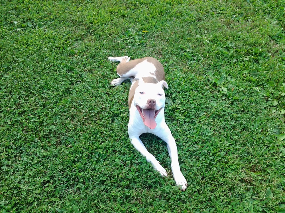 WINDY RIDGE KENNELS Updated September 2024 6687 Bateman Ln, Athens