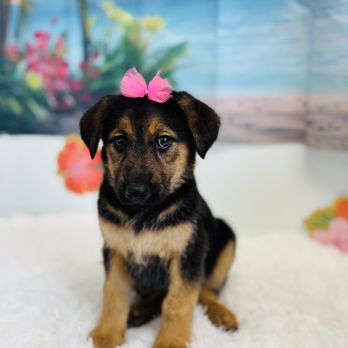 Fur Babes Spa - Pet Groomers Near Me - Riverside, California Fur Babes Spa - Pet Groomers Near Me - Riverside, California