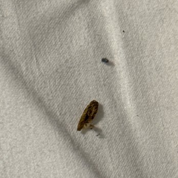 Omni Chicago Hotel - Dead bugs on sheets! Disgusting!!! - Hotels Near Me - Chicago, Illinois
