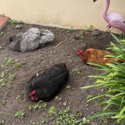 Theresa's Country Feed & Pet - Chickens