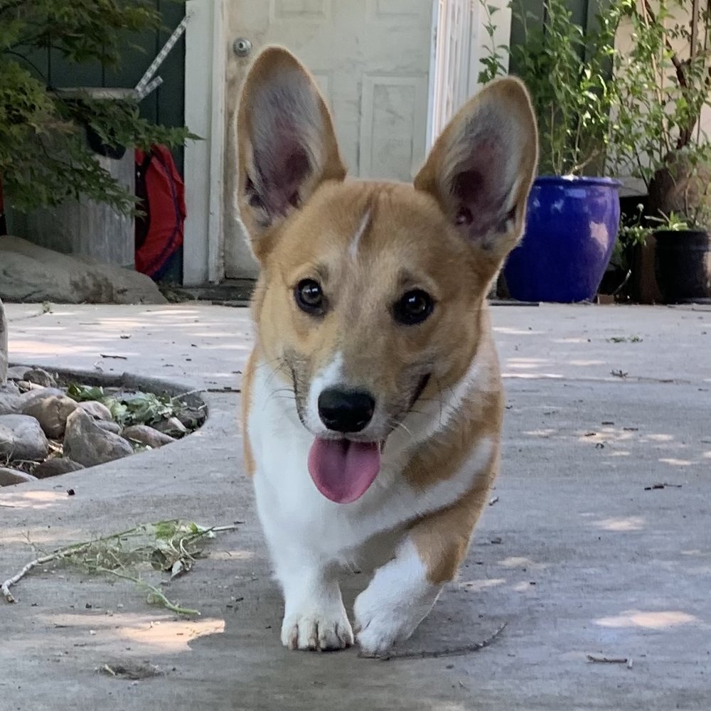 My darling Pumpernickel having the best time of his life here. My darling Pumpernickel having the best time of his life here.