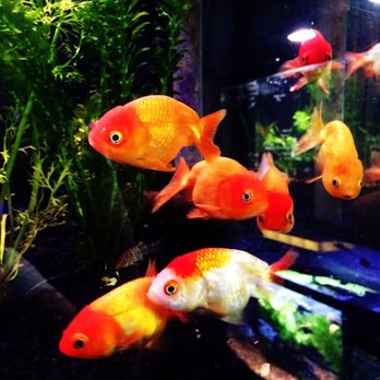 Ultimate Aquarium - Fancy goldfish - Aquarium Services Near Me - San Mateo, California Ultimate Aquarium - Fancy goldfish - Aquarium Services Near Me - San Mateo, California