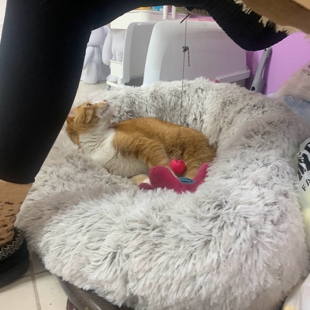 Cutes House - Cute kitty - Arts & Crafts Near Me - Queens, New York Cutes House - Cute kitty - Arts & Crafts Near Me - Queens, New York