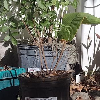 Little Red Wagon Native Nursery - Only plant doing well in the elderberry, still in a pot beging the remains of the Tropical Sage. - Gift Shops Near Me - Tampa, Florida Little Red Wagon Native Nursery - Only plant doing well in the elderberry, still in a pot beging the remains of the Tropical Sage. - Gift Shops Near Me - Tampa, Florida