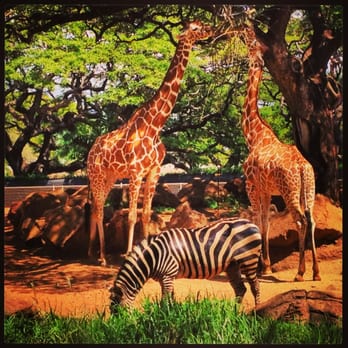 Honolulu Zoo - Giraffes and zebra - Zoos Near Me - Honolulu, Hawaii
