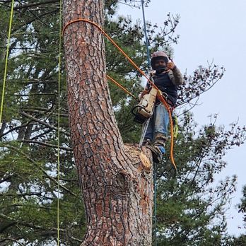 DeKalb Tree Service - Large pine removal - Tree Services Near Me - Decatur, Georgia