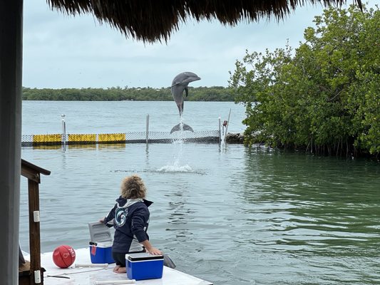 Dolphin Research Center by null