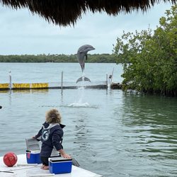Dolphin Research Center 236 Photos 153 Reviews 58901 Overseas Hwy
